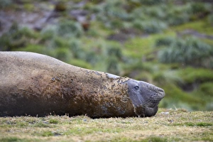 Fortuna Prints: Male Southern Elephant Seal or Sea Elephant