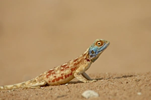 Male southern rock agama (Agama atra atra)