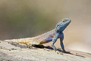 Male Southern rock agama (Agama atra atra)