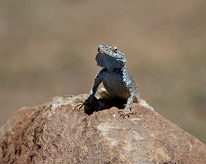 Images Dated 2nd November 2007: Male Southern Rock Agama (Agama atra atra), Mountain Zebra National Park