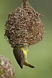 Images Dated 9th November 2007: Male Spotted-backed weaver (Village weaver) (Ploceus cucullatus) building a nest