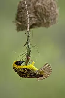 Images Dated 9th November 2007: Male Spotted-backed weaver (Village weaver) (Ploceus cucullatus) building a nest
