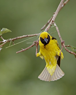 Images Dated 9th November 2007: Male Spotted-backed weaver (Village weaver) (Ploceus cucullatus) building a nest