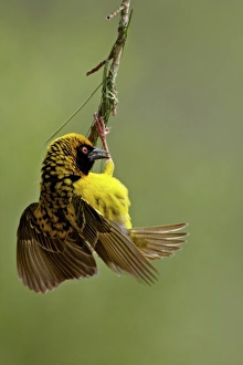 Images Dated 9th November 2007: Male Spotted-backed weaver (Village weaver) (Ploceus cucullatus) building a nest
