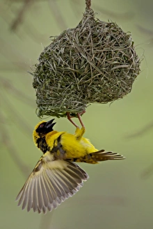 Images Dated 9th November 2007: Male Spotted-backed weaver (Village weaver) (Ploceus cucullatus) building a nest