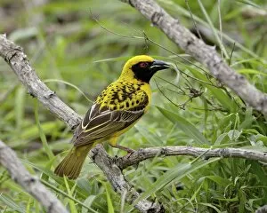 Images Dated 8th November 2007: Male Spotted-backed weaver (Village weaver) (Ploceus cucullatus) collecting grass for his nest