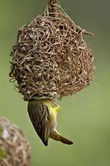 Male Spotted-backed weaver (Village weaver) (Ploceus cucullatus) building a nest