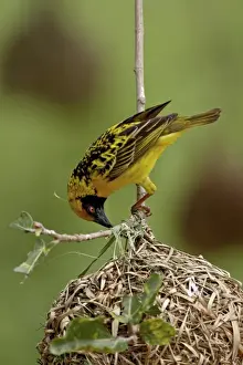 Stick Prints: Male Spotted-backed weaver (Village weaver) (Ploceus cucullatus) building a nest
