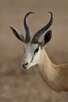 Male springbok (Antidorcas marsupialis), Kgalagadi Transfrontier Park, former Kalahari Gemsbok National Park
