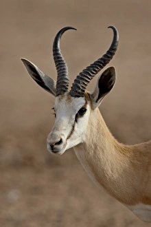 Images Dated 19th October 2007: Male springbok (Antidorcas marsupialis), Kgalagadi Transfrontier Park