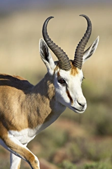 Images Dated 8th March 2007: Male springbok (Antidorcas marsupialis), Mountain Zebra National Park, South Africa