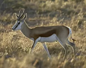 Images Dated 10th November 2006: Male springbok (Antidorcas marsupialis), Mountain Zebra National Park, South Africa