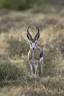 Images Dated 11th November 2006: Male Springbok (Antidorcas marsupialis), Karoo National Park, South Africa, Africa