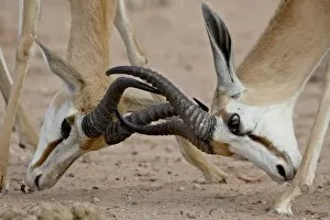 Two male springbok (Antidorcas marsupialis) sparring, Kgalagadi Transfrontier Park