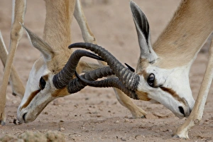 Images Dated 21st October 2007: Two male springbok (Antidorcas marsupialis) sparring, Kgalagadi Transfrontier Park