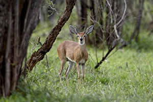 Images Dated 11th November 2007: Male steenbok (Raphicerus campestris), Kruger National Park, South Africa, Africa