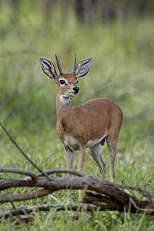 Images Dated 11th November 2007: Male Steenbok (Raphicerus campestris), Kruger National Park, South Africa, Africa