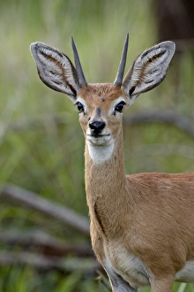 Images Dated 11th November 2007: Male Steenbok (Raphicerus campestris), Kruger National Park, South Africa, Africa