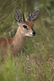 Male Steenbok (Raphicerus campestris), Kruger National Park, South Africa, Africa