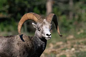 Wilderness Gallery: Male stone sheep (Ovis dalli stonei), Stone Mountain Provincial Park, British Columbia