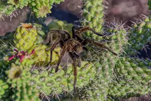 Nocturnal Prints: A male Tarantula crawling on a cactus, Chino Valley, Arizona, USA