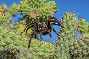 Nocturnal Prints: A male Tarantula crawling on a cactus, Chino Valley, Arizona, USA