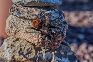 Loss Prints: A male Tarantula native to the Chino Valley area of Arizona crawling on rocks, USA