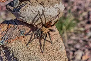 Invertebrate Prints: A male Tarantula native to the Chino Valley area of Arizona crawling on rocks, USA