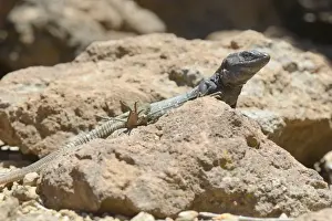 Male Tenerife lizard (Western Canaries lizard) (Gallotia galloti) sun basking on volcanic rock