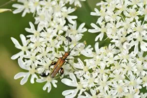 Male thick-legged flower beetle (Oedemera nobilis) foraging on common hogweed (Heracleum sphondylium) flowers