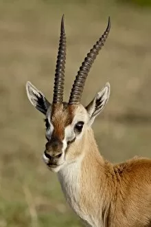 Images Dated 5th October 2007: Male Thomsons Gazelle (Gazella thomsonii), Masai Mara National Reserve