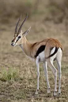 Male Thoms ons Gazelle (Gazella thoms onii), Mas ai Mara National Res erve