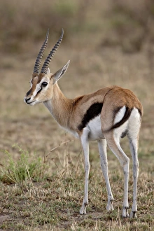 Images Dated 5th October 2007: Male Thomsons Gazelle (Gazella thomsonii), Masai Mara National Reserve