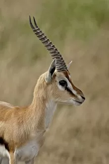 Images Dated 7th October 2007: Male Thomsons Gazelle (Gazella thomsonii), Masai Mara National Reserve