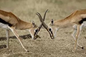 Images Dated 7th October 2007: Male Thomsons gazelle (Gazella thomsonii) fighting, Masai Mara National Reserve