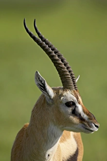 Images Dated 6th February 2007: Male Thomsons gazelle (Gazella thomsonii), Ngorongoro Crater, Ngorongoro Conservation Area