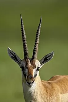 Images Dated 6th February 2007: Male Thomsons gazelle (Gazella thomsonii), Ngorongoro Crater, Ngorongoro Conservation Area