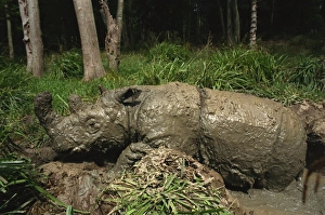 Male Torgamba, hairy rhino (Sumatran rhino), near extinct as only 500 left