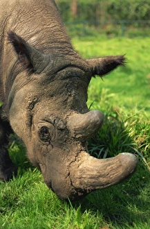 Rhinoceros Prints: Male Tormanga, hairy rhino (Sumatran rhino), near extinct as only 500 left