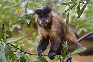 Mato Grosso Do Sul Prints: Male tufted capuchin (Cebus apella) (brown capuchin) (black-capped capuchin)