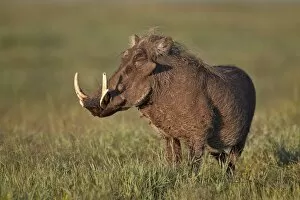 Tusk Gallery: Male warthog (Phacochoerus aethiopicus), Ngorongoro Crater, Tanzania, East Africa, Africa