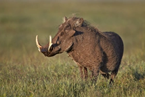 Tusk Gallery: Male warthog (Phacochoerus aethiopicus), Ngorongoro Crater, Tanzania, East Africa, Africa