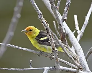 Images Dated 19th February 2009: Male Western tanager (Piranga ludoviciana), near Oliver, British Columbia