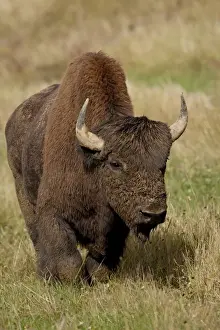Buffalo Prints: Male Wood Bison (Wood Buffalo) (Bison bison athabascae), Alaska Highway