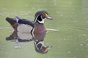 Images Dated 14th May 2007: Male wood duck (Aix sponsa) swimming, Belmar Historic Park, Lakewood, Colorado