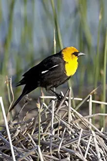 Male yellow-headed blackbird (Xanthocephalus xanthocephalus), Bear River Migratory Bird Refuge