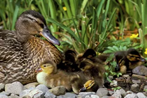 Duck Prints: Mallard (Anas platyrhyncos) with ducklings, United Kingdom, Europe