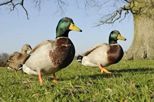 Water Fowl Prints: Two Mallard drakes (Anas platyrhynchos) and a duck approaching on grass