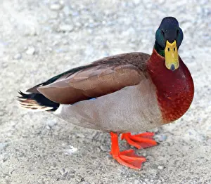 Beak Prints: Mallard, Lake Rotoiti, South Island, New Zealand