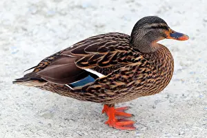 Beak Prints: Mallard, Lake Rotoiti, South Island, New Zealand